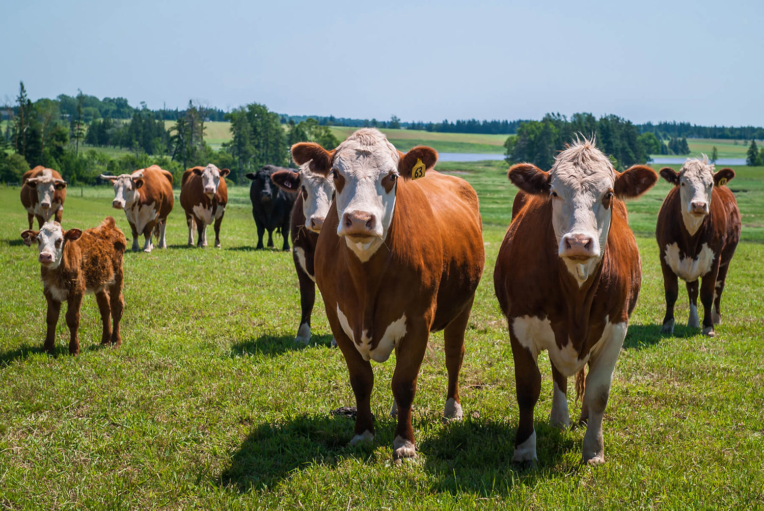 PEI cows standing in the grass on a sunny day waiting to see new faces visiting PEI