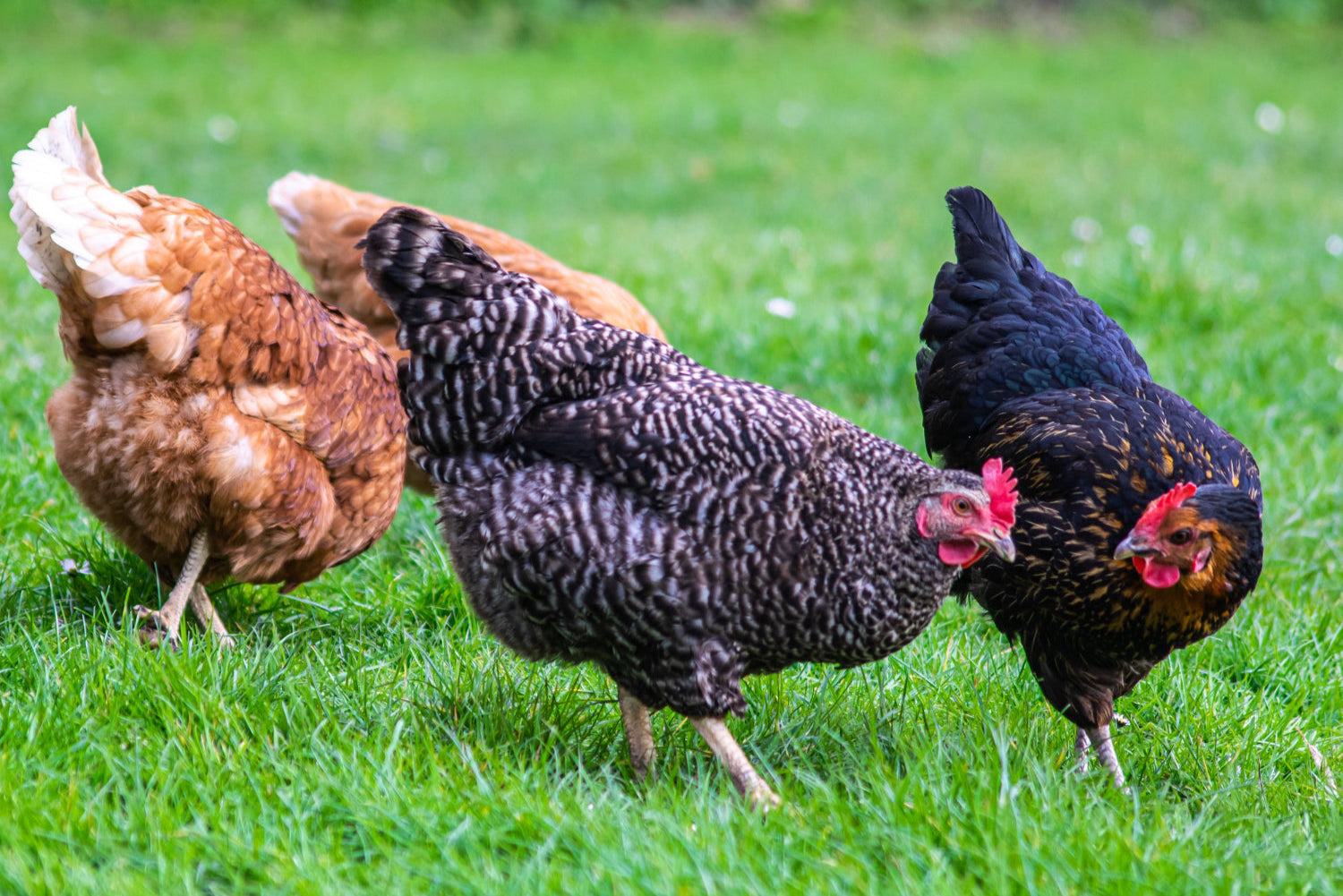 A photo of live chickens from PEI poultry producers Eden Valley Farms