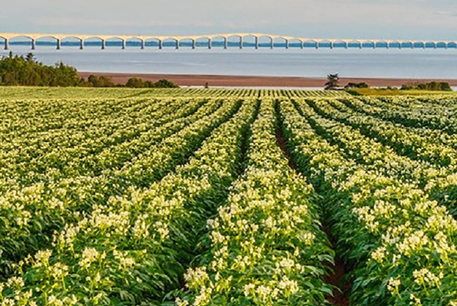 Garden Isle Farms in PEI who supply the potatoes used in our tasty to-go handpies